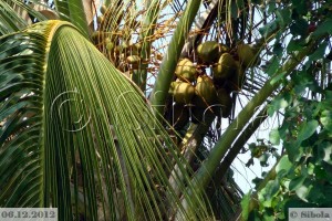 Puuviljad - no ei ole kookospähklid