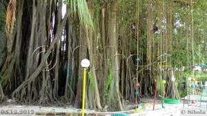 Suurim ja vanim puu (Maldiividel vist) 