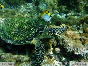 Snorgeldamine (koralliaias) ja veealune maailm