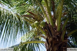 Kookospähklid    