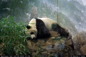 National Zoo panda  
